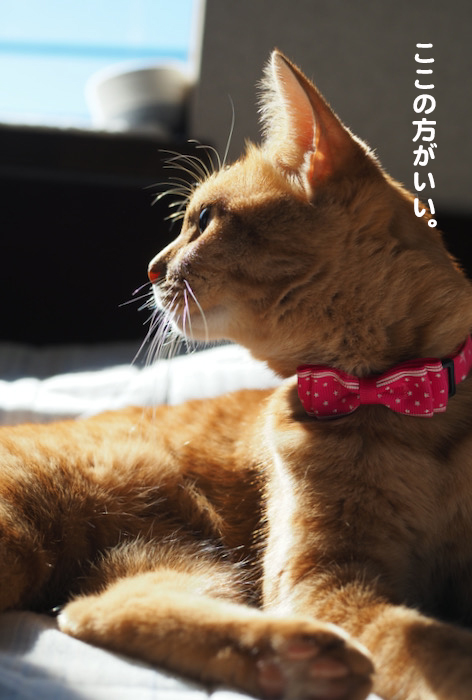 20日夕ブログ７