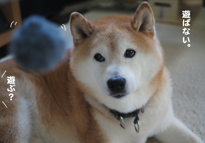 17日夕ブログ4