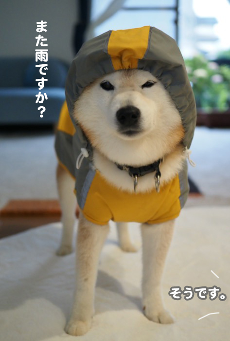 17日ブログ１