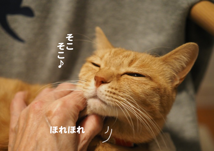 11日夕ブログ４