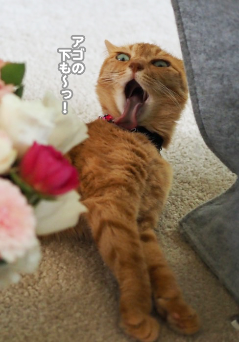 10日夕ブログ７