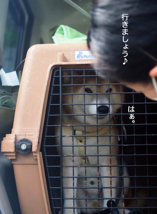 4日夕ブログ８