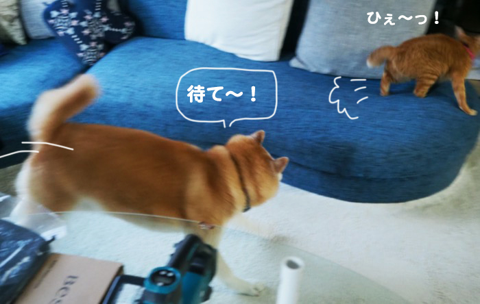 26日夕ブログ9