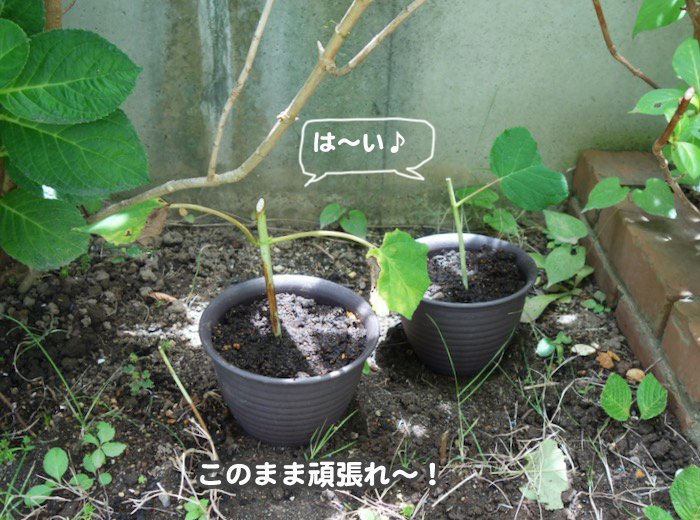 8日夕ブログ１７