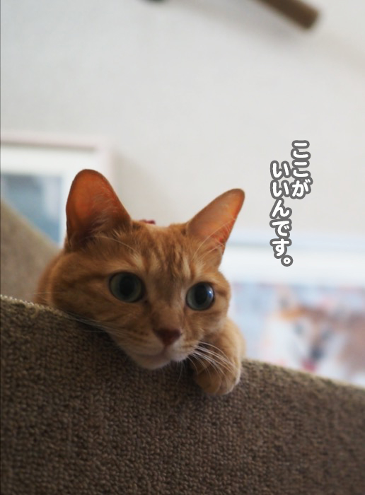 21日夕ブログ５