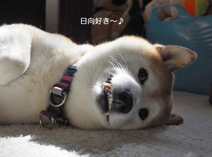 19日ブログ６