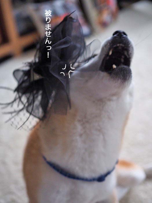 29日午後ブログ６