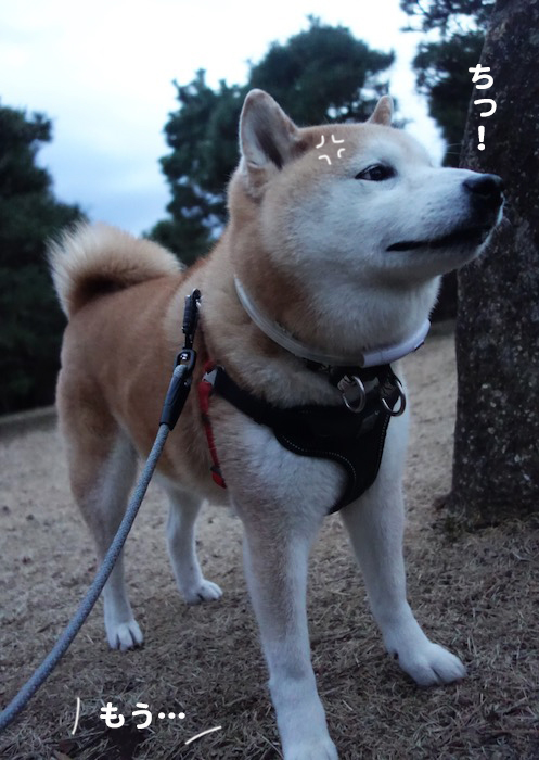 29日夕ブログ７