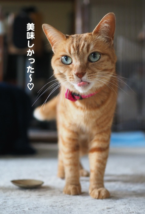 5日夕ブログ5