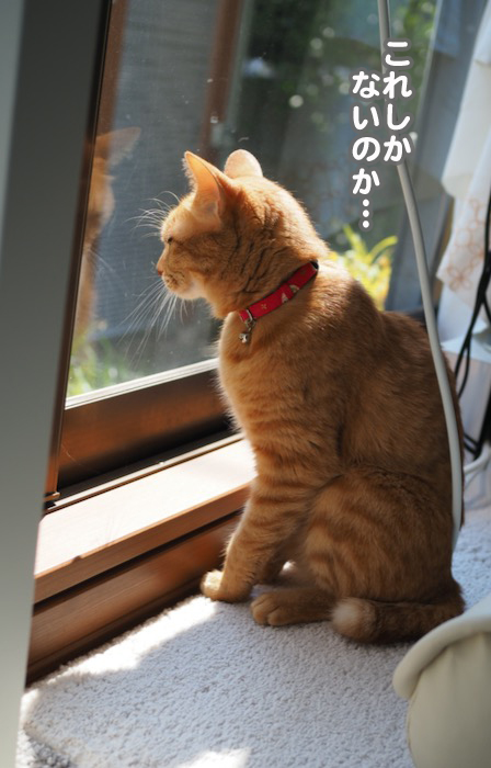 27日夕ブログ4