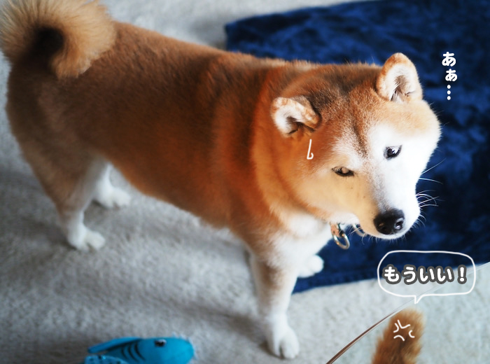 27日夕ブログ１１