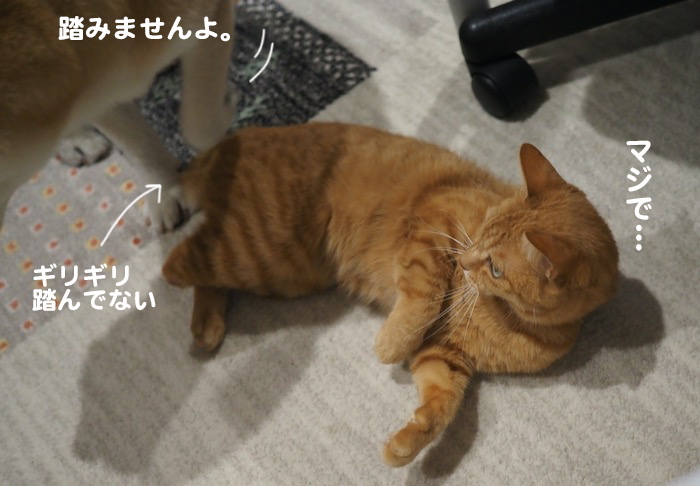 17日夕ブログ５
