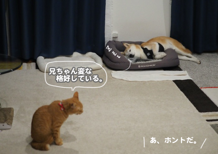 12日夕ブログ２