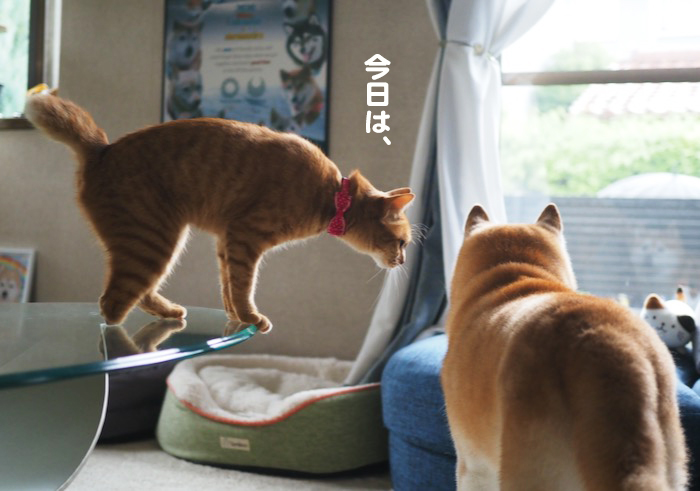 13日夕ブログ３