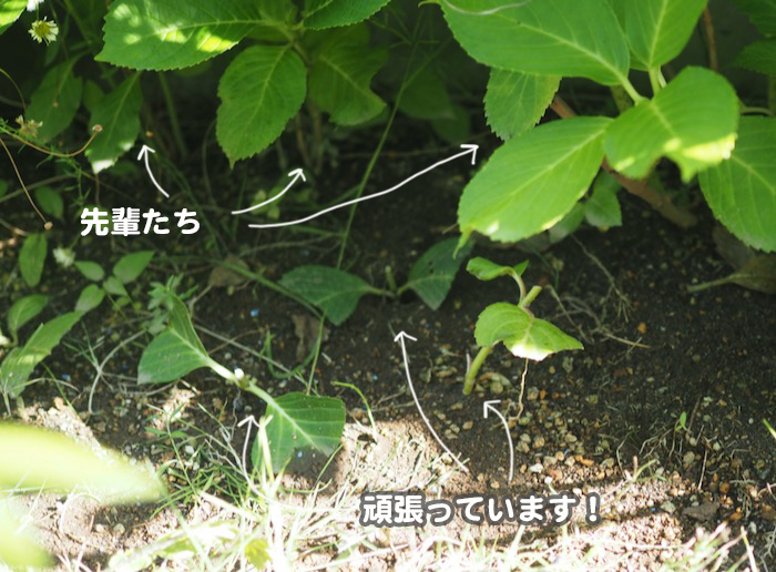 13日夕ブログ１６