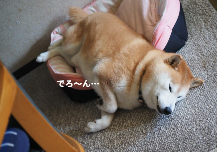 26日夕ブログ５