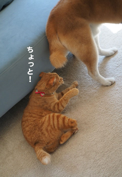 11日夕ブログ７