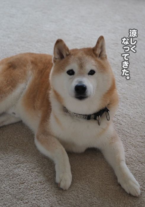 20日夕ブログ４