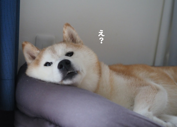8日夕ブログ８