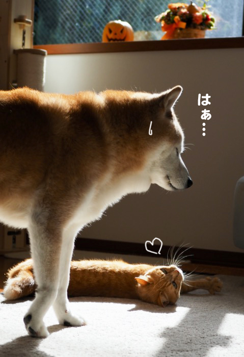 28日夕ブログ6