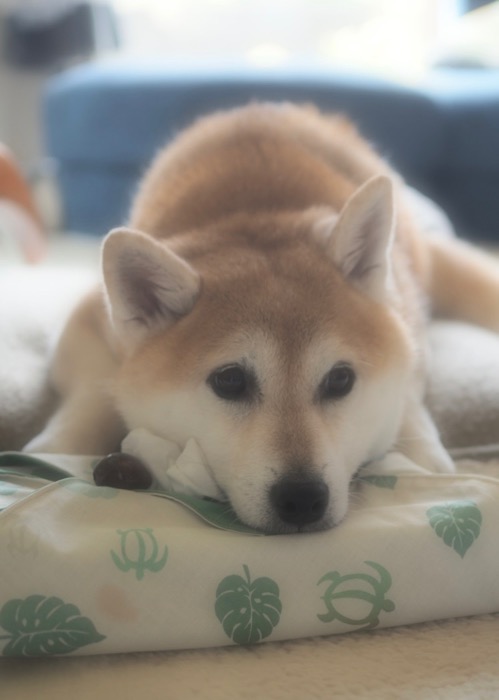 30日ブログ１