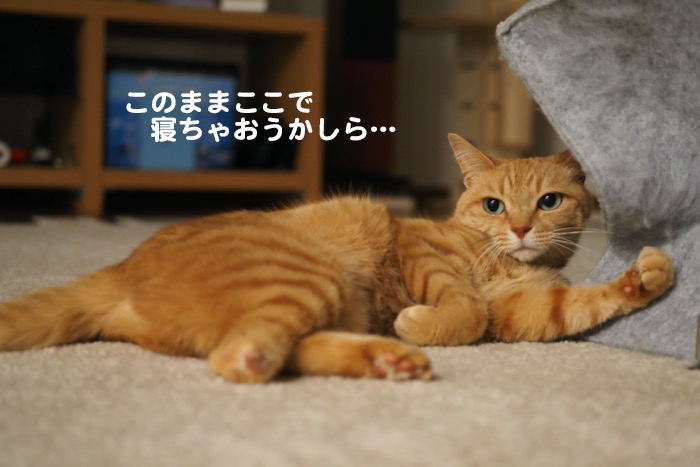 27日夕ブログ4