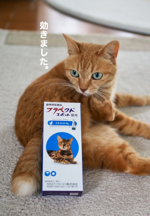 14日夕ブログ８