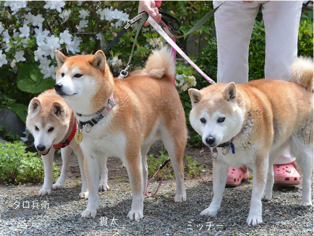 2犬紹介8