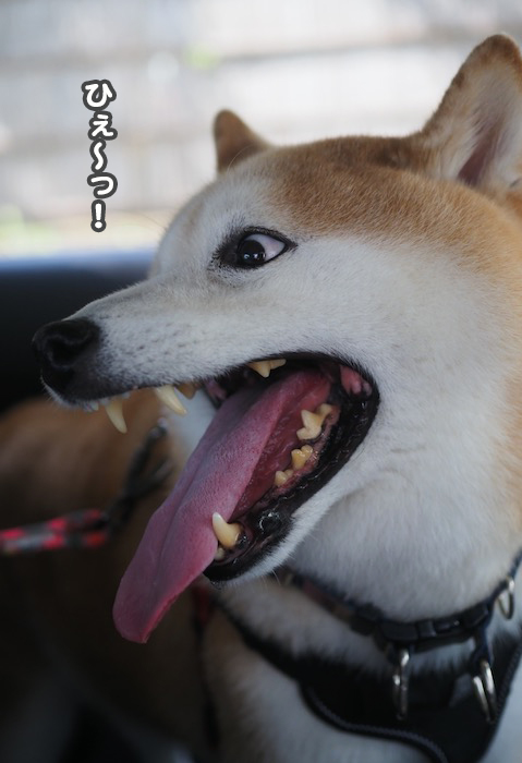 27日夕ブログ３