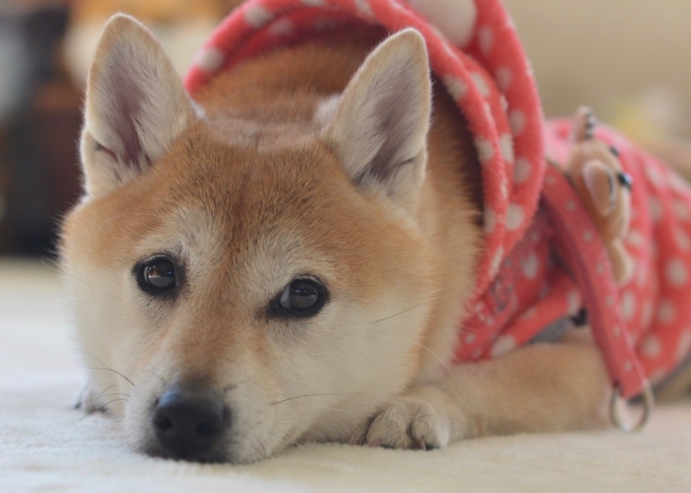 ごあいさつ 湘南凸凹柴wan日記 Powered By ライブドアブログ ごあいさつ 湘南凸凹柴wan日記 Powered By ライブドアブログ