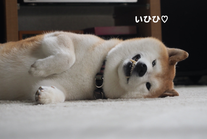 11日夕ブログ５