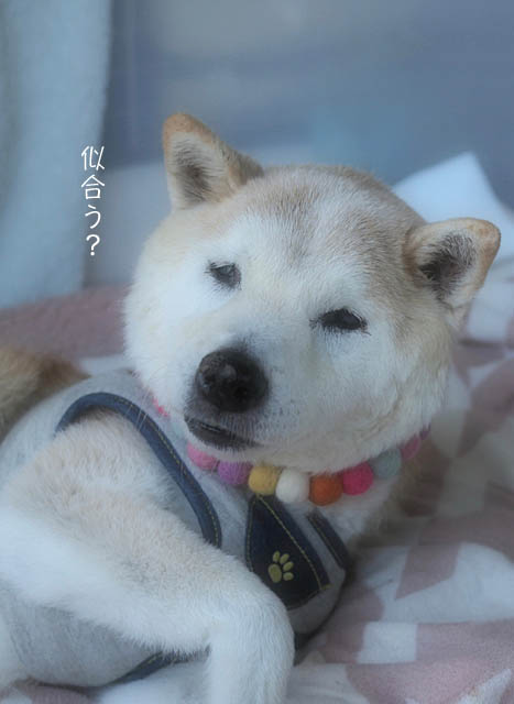 11日ブログ５