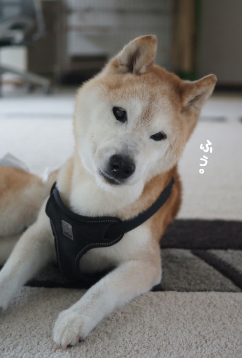13日夕ブログ４