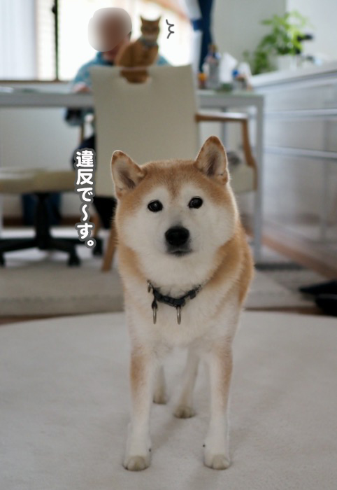 30日ブログ１