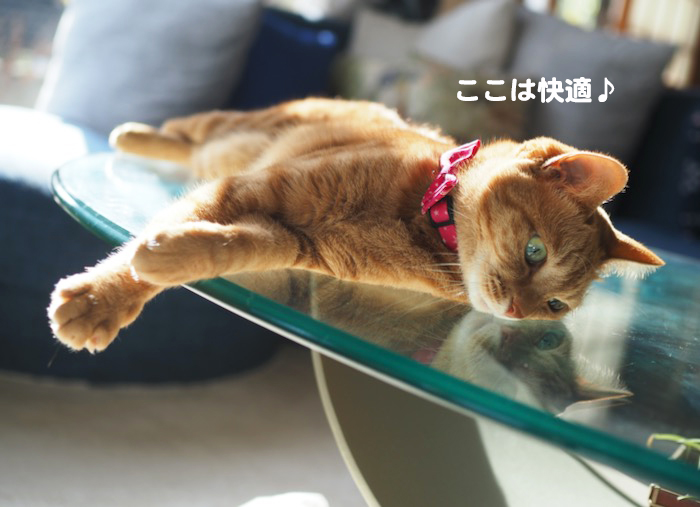 17日夕ブログ５