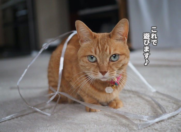 19日夕ブログ３