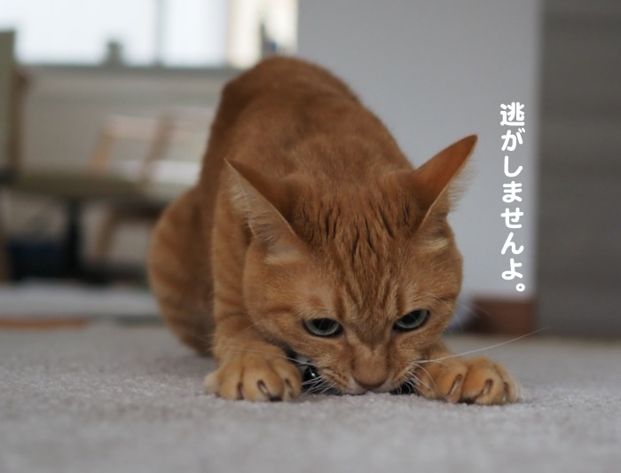 6日夕ブログ６