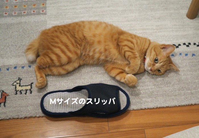 3日夕ブログ３