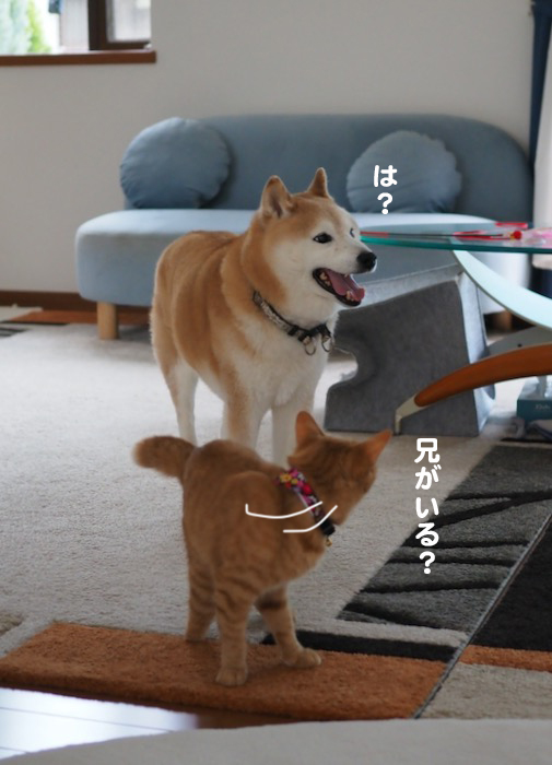 27日夕ブログ４