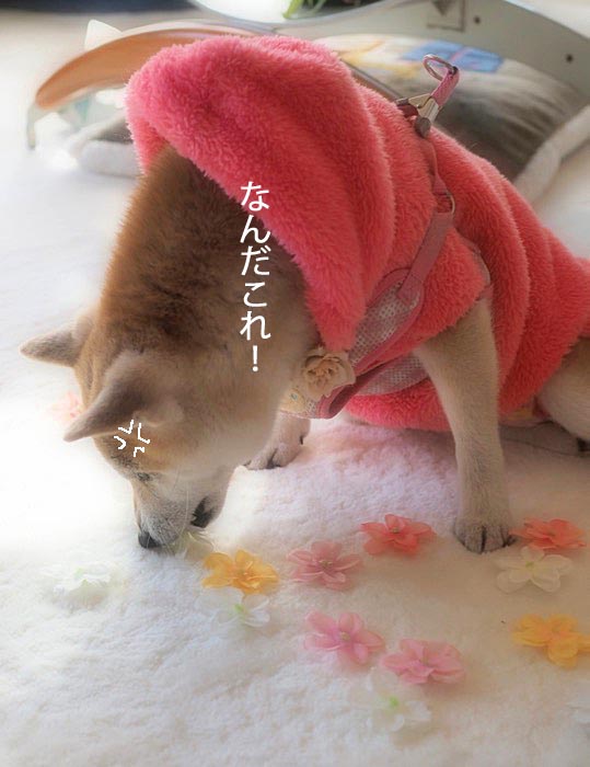 28日ブログ5