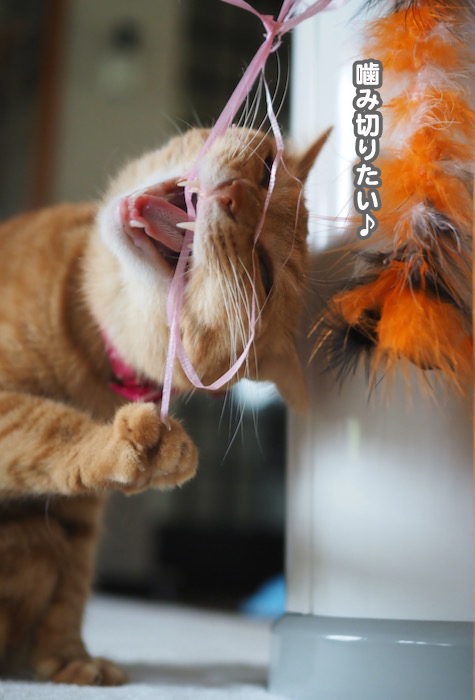 18日ブログ5