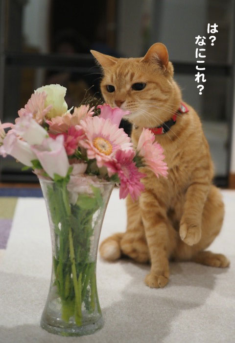 27日夕ブログ２