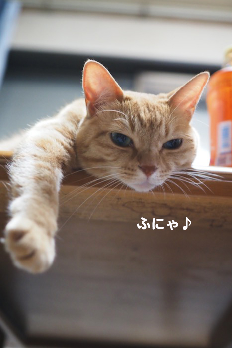 14日夕ブログ８