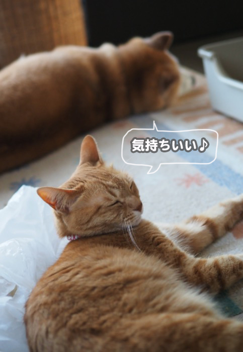 30日夕用ブログ８