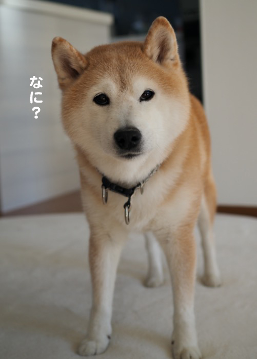 27日夕ブログ２