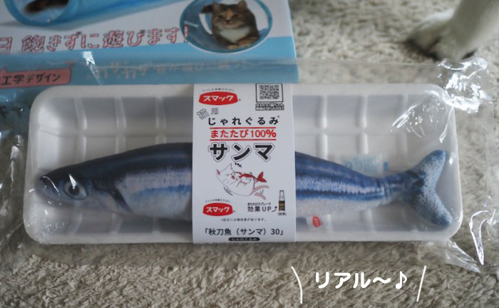 7日夕ブログ４