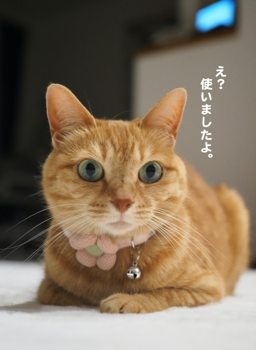 31日夕ブログ３