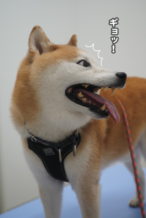 2日夕ブログ７