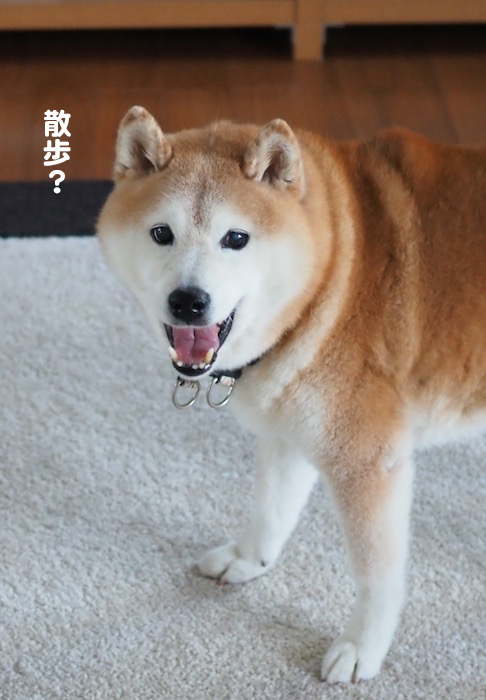 29日夕ブログ２
