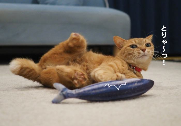 11日夕ブログ５